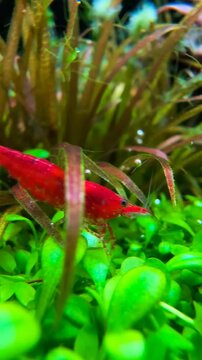 Bright red Neocaridina davidi cherry shrimp feeding on Java moss and biofilm in lush planted aquascape tank, slow motion cinematic freshwater macro video