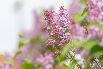 Obraz premium Lavender pink lilac clusters creating soothing background texture, layered leaves and muted highlights produce tranquil aesthetic for wellness packaging and web hero images