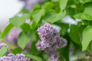 Obraz premium Closeup lilac blooms in spring, soft pastel clusters with dewy petals, shallow depth of field, warm sunlight, romantic editorial mood, photographer capturing delicate texture