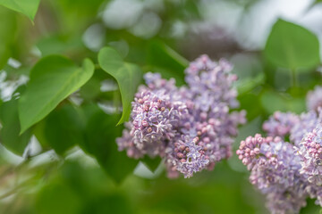 Obraz premium Close examination of clustered lilac buds with soft texture and hue. Magnified view capturing fine velvety surface of compact lilac flower clusters in muted tones