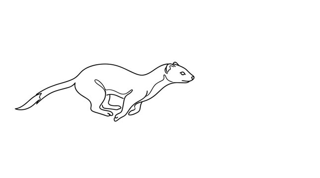 Line drawing of a running stoat or weasel in motion on a white background