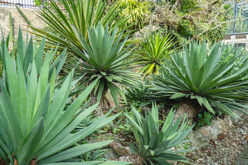 Fototapeta premium Tropical succulent plants with sharp green leaves growing in natural garden landscape. Exotic botanical scenery for ecology, gardening, and outdoor nature concepts.