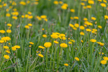 Fototapeta premium Sunlit flower blossoms in meadow. Glowing wildflowers bloom brightly in lush summer landscape. Sundrenched wild flora with dewy stems thriving amidst vibrant green grasses
