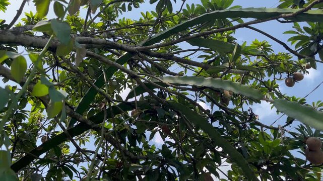 Brown sapodilla fruits on tree branches against blue sky