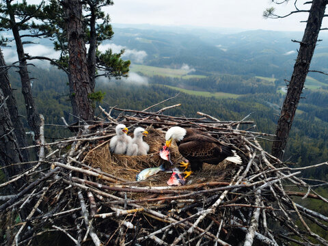 Wide-angle view of bald eagle nest in tall tree with adult feeding chicks and sweeping green mountain valley visible far below. Aerial wildlife perspective concept