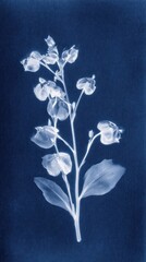 Obraz premium Delicate floral cyanotype art.