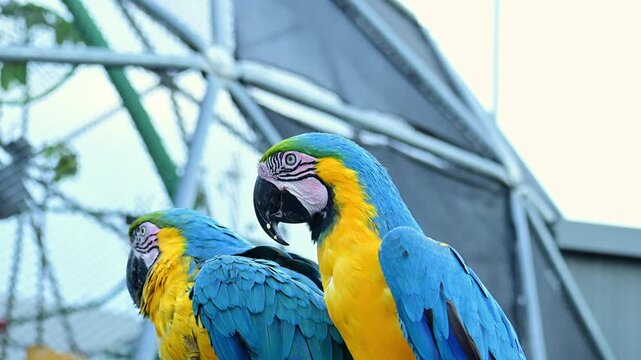 pair of blue macaws at the zoo