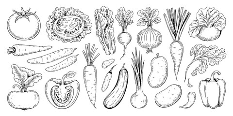 Fototapeta premium Vegetables hand-drawn set with detailed line art illustrations featuring illustration, carrots, tomatoes with artichokes and turnips elements for