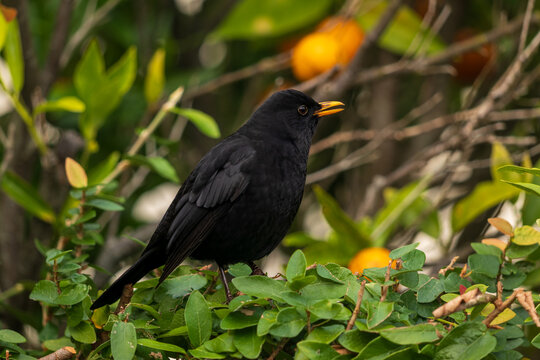 Blackbird sitting in a mandarin tree