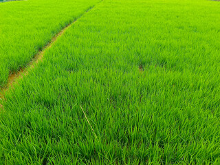 Obraz premium Fresh lush green paddy field background, natural texture of growing rice agriculture crops.