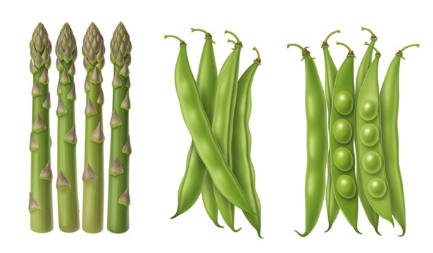 Fresh Green Beans and Asparagus Spears Vector Illustration Isolated on White