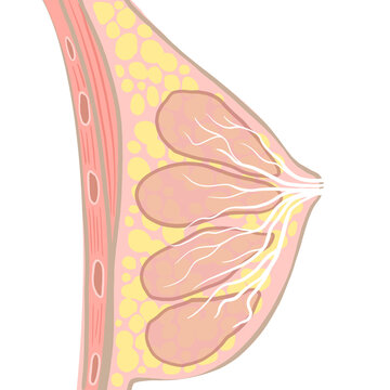 female lactating breast anatomy
