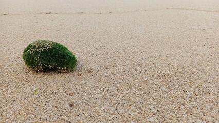 green seaweed © banyu