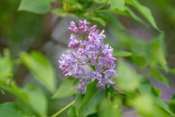 Obraz premium Soft floral scene. Gentle morning bloom view. Tender lavender flowers with drifting leaves. Fragile lilac blossoms surrounded by swaying greenery under soft sunlight