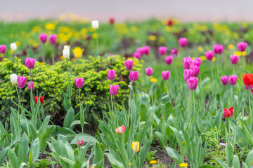 Fototapeta premium Colorful flower scene. Vibrant tulip composition accented with bushes and intricate details. Lively arrangement of tulips accompanied by shrubs and focus on detailed foliage