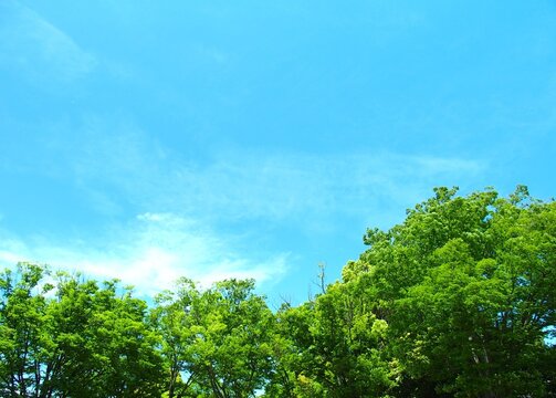 初夏の公園の新緑の欅と楠木と青空