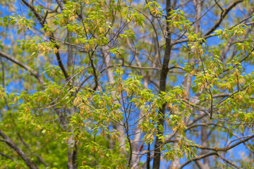 Fototapeta premium Delicate leaves emerge on sunlit branches. Quiet renewal seen through tender shoots and blue sky background. Vivid signs of spring with gentle foliage against bright blue sky
