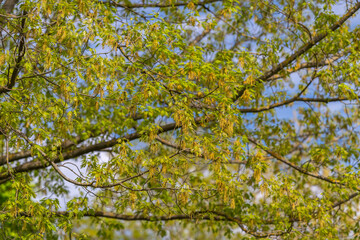 Fototapeta premium Intricate mosaic of twigs buds and leaves forming dense network against blue sky, clusters of fresh foliage, patternrich natural texture and lively seasonal detail