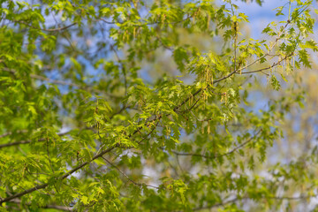 Fototapeta premium Vibrant spring foliage evoking calm and renewal, bright green clusters and layered branches convey health, eco and mindfulness messaging, suitable for wellness campaigns