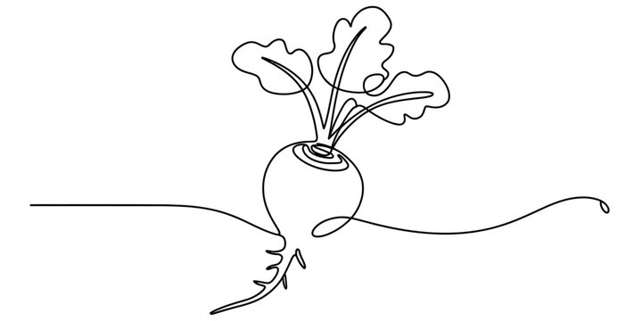 Continuous single line drawing of a fresh beet vegetable
