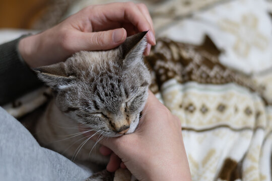 飼い主の膝の上で撫でられる可愛い猫　シャムトラ猫