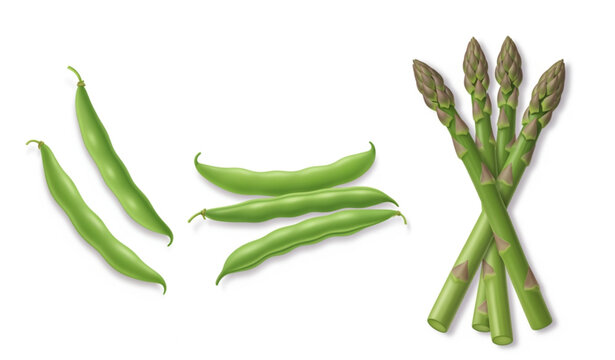 Fresh Organic Green Beans and Asparagus Vegetable Vector Collection