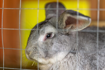 Rabbit in cage. Indoor setting with rabbit and breeder. Closeup of gray rabbit with whiskers indoors. Detailed scene showing gray rabbit and breeder in mellow environment © beholdereye