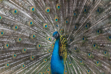 Obraz premium Vibrant blue peacock displaying full tail fan, iridescent eyespots catching sunlight over blurred garden background, proud stance, textured feather detail, shallow depth of field