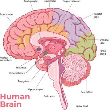 Human Brain Anatomy Diagram with Labeled Parts Illustration