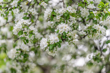 Obraz premium Charming white blossoms with delicate foliage accents. Beautifully crafted apple flower motifs featuring tender petals and lush foliage for festive occasions and invitations