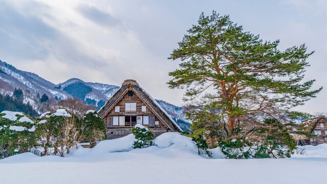 Traditional gassho style house and pine tree in Shirakawa-go village during winter