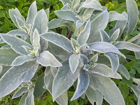 Closeup of soft silver lambs ear leaves with velvety texture growing in a lush green garden during summer.