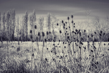 Obraz premium black and white silhouette of flowers in the fields, graphic design