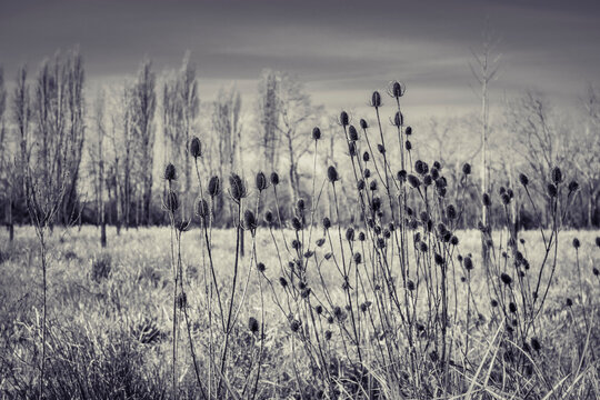 black and white silhouette of flowers in the fields, graphic design