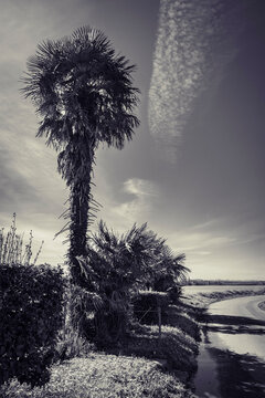 beautiful palm tree beside the road in black and white