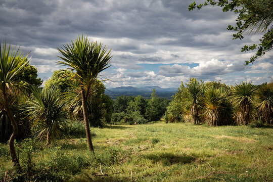 Beautiful plantation of palm trees in spring time in southwest of france