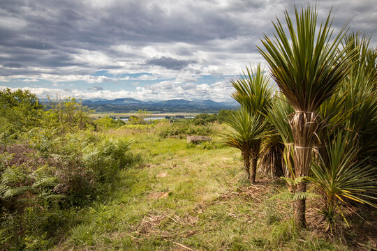 Beautiful plantation of palm trees in spring time in southwest of france