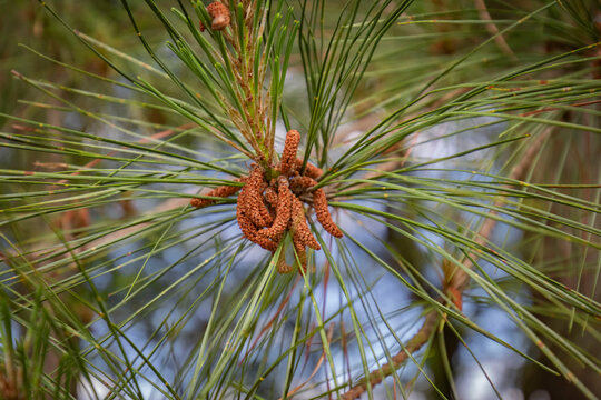 close up of pine tree needles