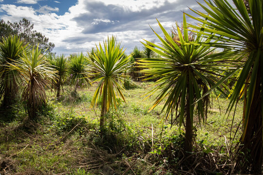 Beautiful plantation of palm trees in spring time in southwest of france