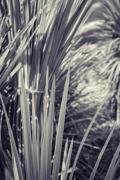 close up of palm tree leaves in black and white
