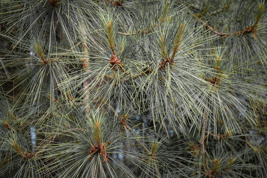 close up of pine tree needles