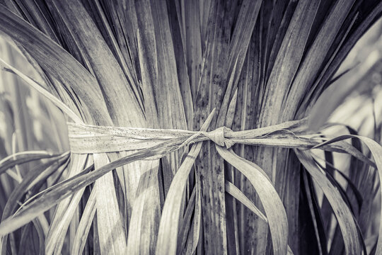 close up of palm tree leaves in black and white