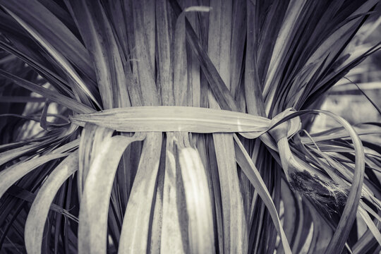 close up of palm tree leaves in black and white