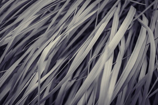 close up of palm tree leaves in black and white