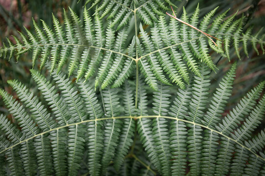 Close up on fresh spring fern texture leaves