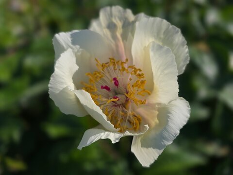White tree peony flower (Paeonia suffruticosa), also known as moutan peony, Japanese tree peony and woody peony, blooming in soft garden light.