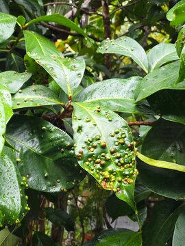 Close-up of wet green leaves heavily infested with leaf galls and abnormal bumps caused by plant parasites or disease.