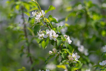 Fototapeta premium Blooming orchard scene. Freshly blossomed apple trees illuminated by scattered sun rays. Vivid scene of budding apple flowers with pollen and lush greenery in harmony