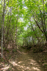 Obraz premium 日本の岡山県津山市の神楽尾山の美しい風景