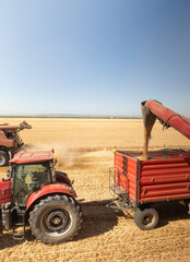 Naklejka premium Modern harvester loading off wheat on tractor trailers.